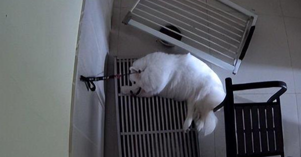 爱犬被宠物店虐待身亡后续：老板赔偿遭拒