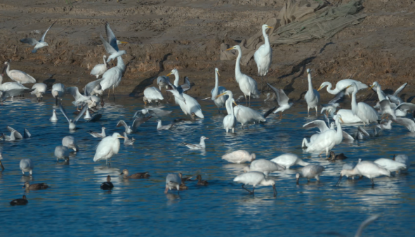 内蒙古磴口湿地：秋风送爽候鸟至