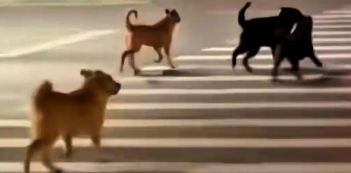 北京小区流浪狗围攻路人！官方连夜出手，业主终得安宁