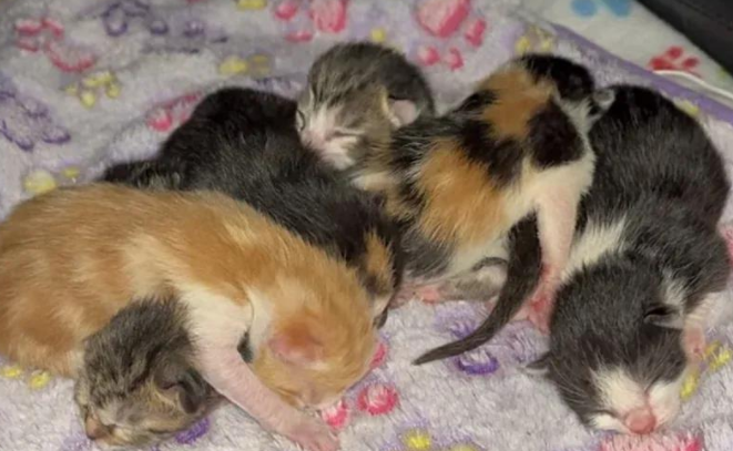 流浪猫妈钻狗洞进豪宅，只为自己六个娃