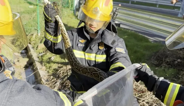 事发广东！高速收费站附近惊现2米长蟒蛇！