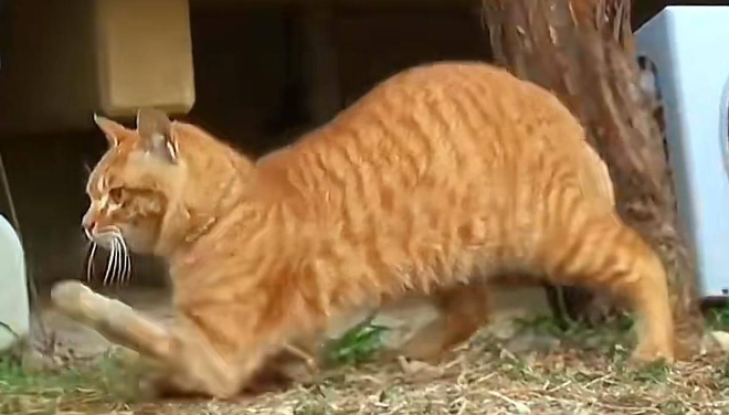 橘猫每日拖着残疾双腿乞讨，后被好心大姐收为宠物
