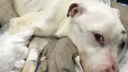 十年老狗被弃家门，原地等一年饿成皮包骨，濒死之际获陌生人救助