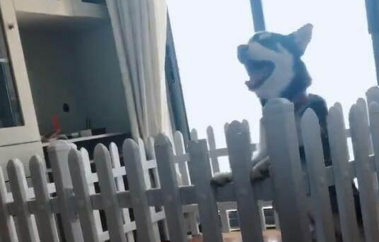 男子晒自家哈士奇问纯不纯，网友：能蠢成这样的，一般都是纯种！