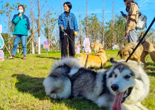 美团联合亚宠展开启“宠物友好月”，打造一站式“它经济”服务！