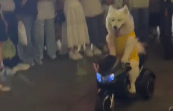 萨摩耶骑电动玩具车被围观。网友：难怪教练说自动挡狗都会开