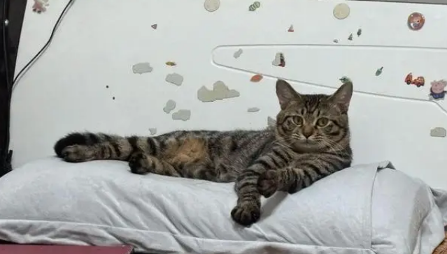 狸花猫打架输了委屈质问德牧：我打你那么轻，你下手咋那么重