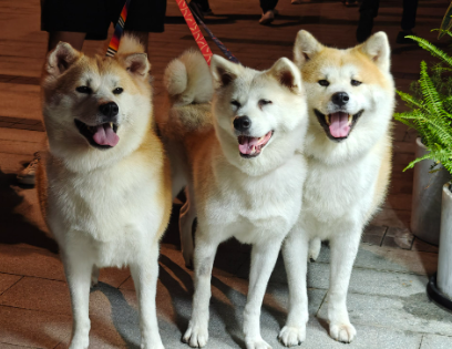 2025上半年宠物行业事件盘点，这六大趋势值得关注