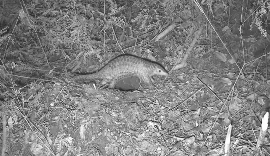 广东流溪河国家森林公园首次记录中华穿山甲