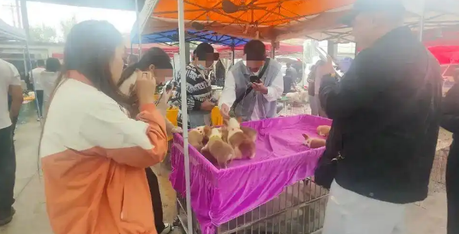 “每天邮寄几百件猫狗”“无需检疫证明”，宠物邮寄乱象调查