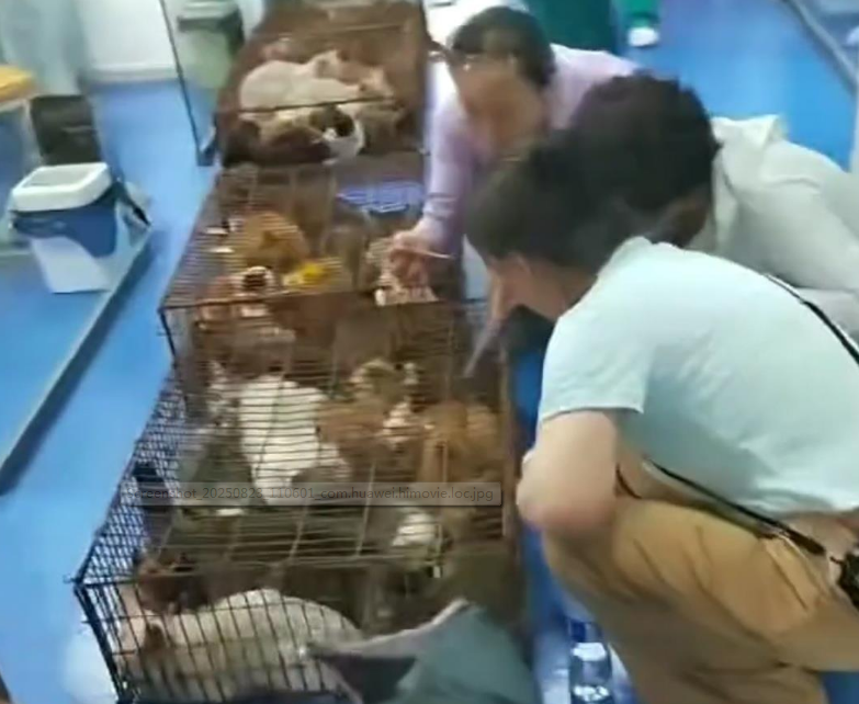 河北张家口200多只猫咪获救待领养，警方：猫贩已被拘留