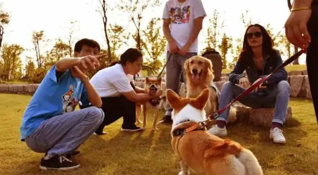 “毛孩子”变“旅伴” 大陆宠物友好风潮蔓延