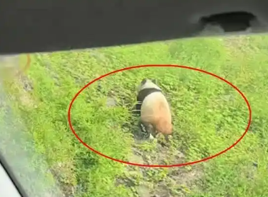 四川宝兴：游客避暑偶遇野生大熊猫外出“溜达”