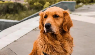 宠物互助献血挽救生命 “毛孩子”们也需要“热血英雄”