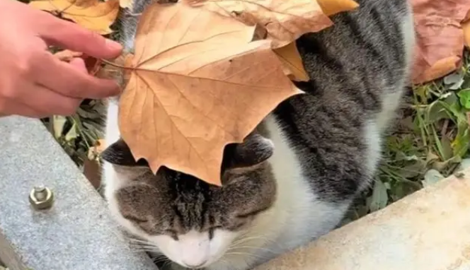 收到来自“咪的通知”：本猫已被收养，再也不用来图书馆打工了！