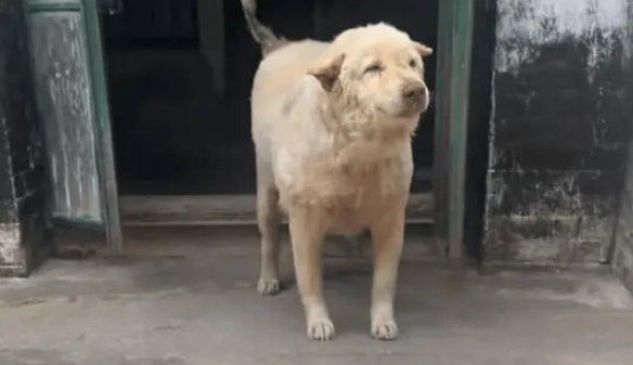 爷爷养了15年的土狗快走不动路了，见小主人还是开心的摇尾巴