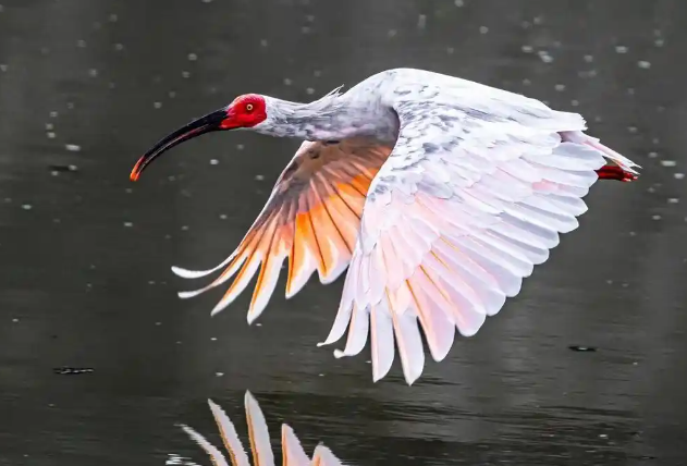 白龙江武都现珍稀朱鹮：70年后首次记录