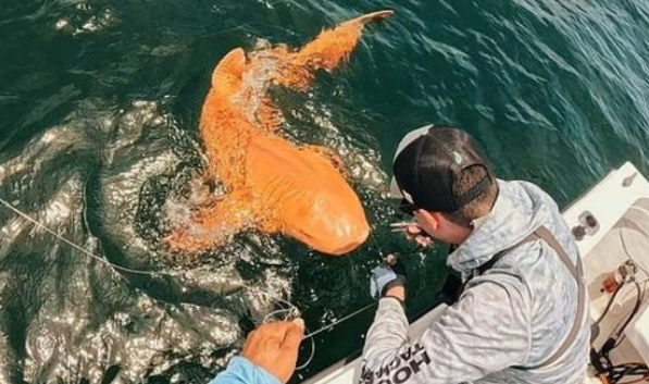 罕见橙色鲨鱼现身哥斯达黎加，幽灵白眼令人称奇