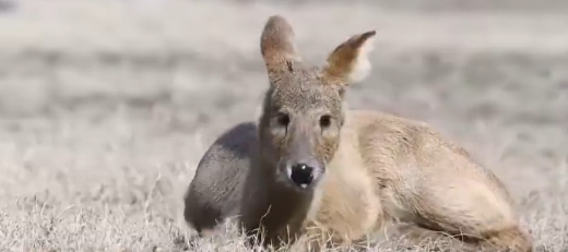 保护野生动物不仅靠“情怀”更靠“机制” 多地交上答卷