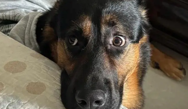 狸花猫打架输了委屈质问德牧：我打你那么轻，你下手咋那么重