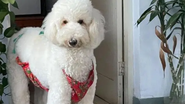 万元巨贵被偷全程不反抗，温顺本性换来惨痛代价，主人悔恨不已