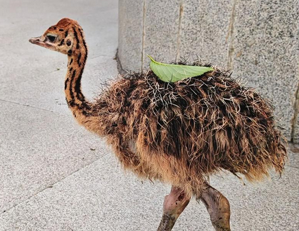 一场鸵鸟买卖的“罗生门”