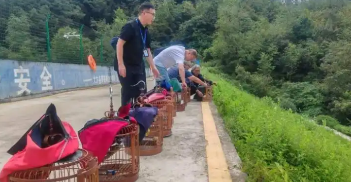 11只画眉鸟被放生 大方县严厉打击破坏野生动物资源违法行为