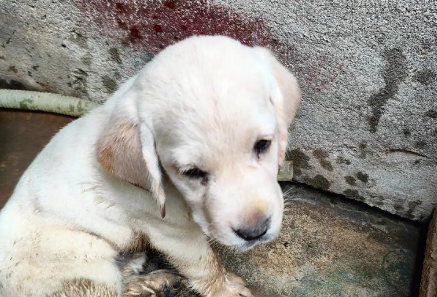 花2500元买到“星期狗”，消费者把宠物店告了