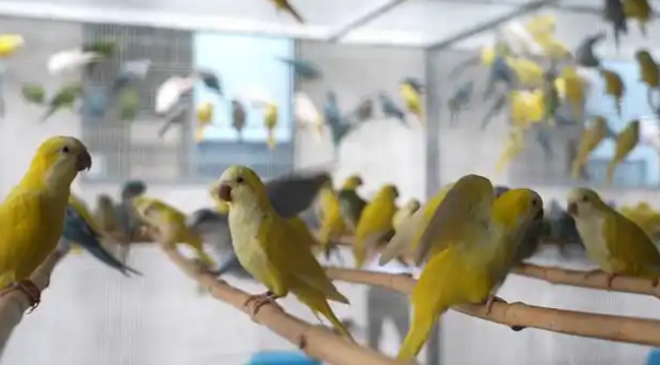 小鹦鹉变身“致富鸟” 年产值超25亿元