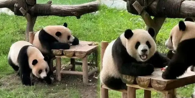 为闻邻居气味，大熊猫渝可屡次抗议，动物园暖心拆墙成全