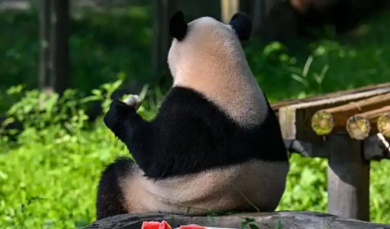 渝澳青少年共绘明信片 呼吁全球一起保护大熊猫