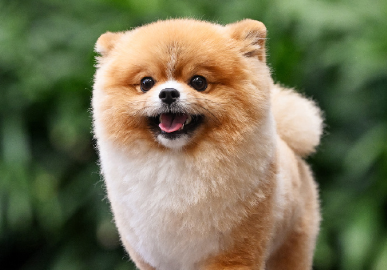 “毛孩子经济”热潮涌动，宠物智能科技爆发式增长