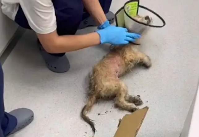 女生发现只爬行流浪狗，好心送医被告知伤太重活不了