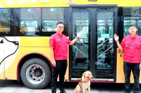 广州推进导盲犬城市融入：从挑战到合作愿景