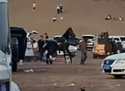 未拴绳法斗犬咬马后续：狗主人反要索赔，游客受轻伤，三方已私了