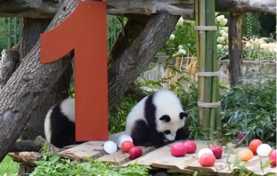从150克长到21公斤旅德大熊猫“梦好”“梦甜”喜迎周岁生日