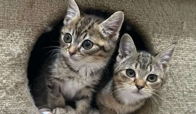 街头萌猫生死劫，勇敢打败病魔