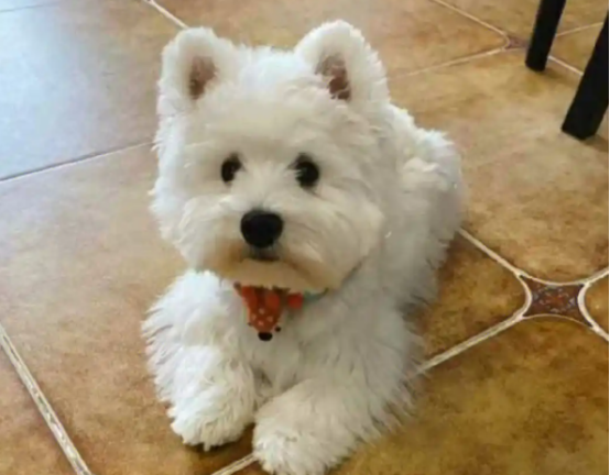 长沙一女子花2500元买回的宠物狗治疗费花了6000余元