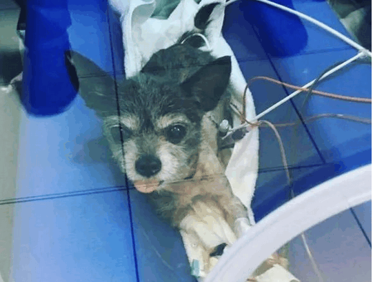 为了爱狗，她甘愿倾家荡产，一无所有！ 