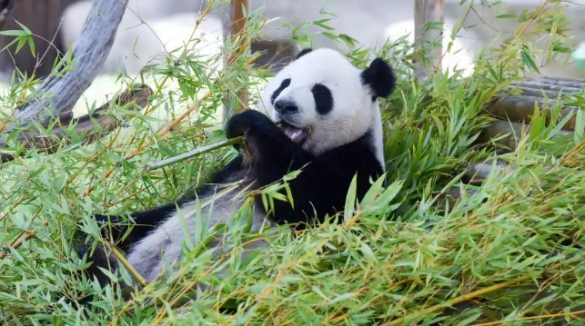 生日快乐！马德里动物园为大熊猫庆生