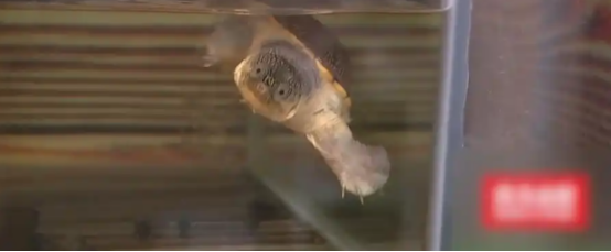 闲鱼交易一只乌龟后，看到买家发来的东西，卖家急忙报警