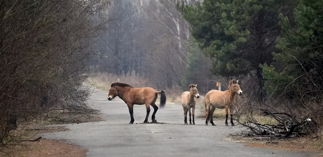 突变？切尔诺贝利发现蓝色的狗！是被核辐射变异了吗？