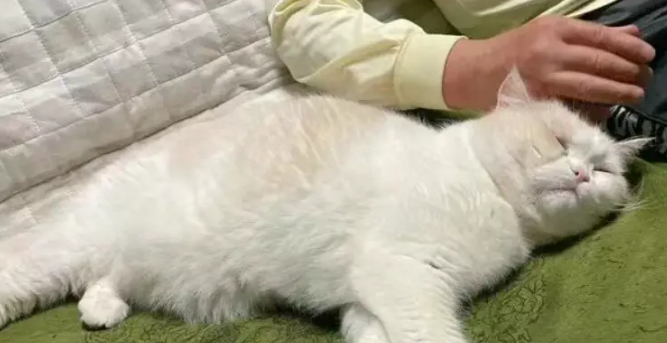 男子养猫遭爸爸强烈反对，要把猫关笼子里一辈子！一年后画风全变