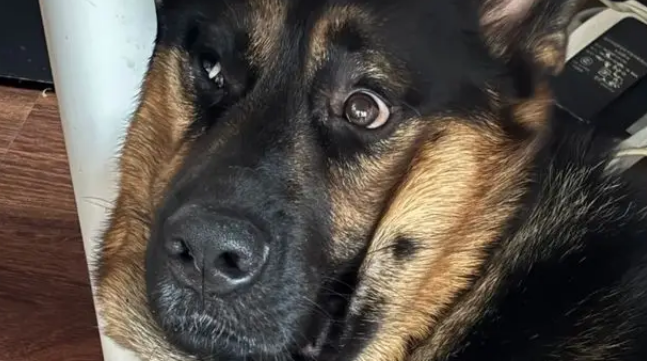 狸花猫打架输了委屈质问德牧：我打你那么轻，你下手咋那么重