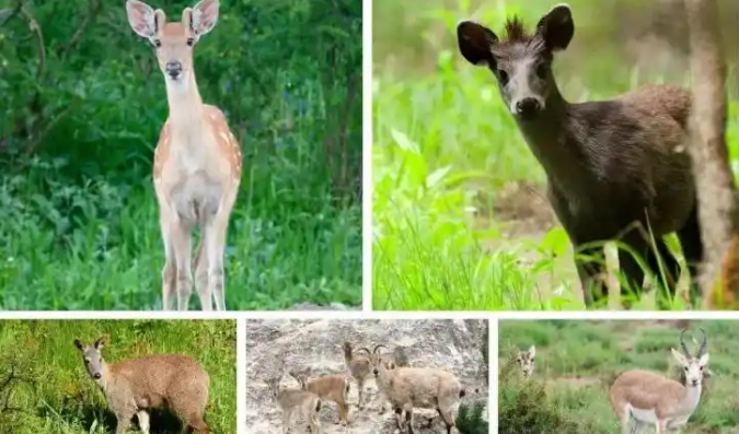 青藏高原烟花炸懵高原小动物？中国小动物保护协会发声