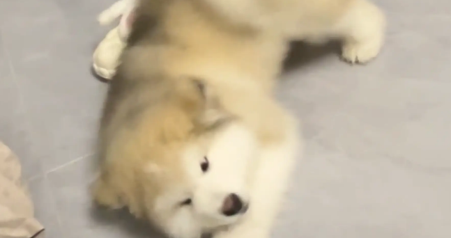 狗子叼着盆到处晃悠，最后主人才发现狗子是渴了