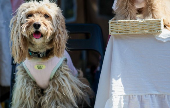 亚宠展开幕在即，行业揭示三大消费新风向