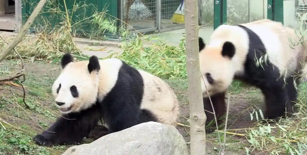 我国大熊猫圈养种群数量达808只！