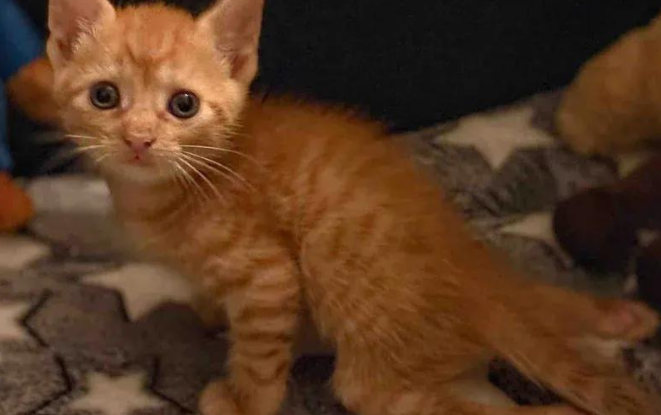 流浪猫收养残疾小橘猫，意外发现，这小家伙带来的远超想象