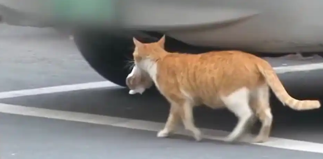 流浪猫翻塑料袋求生，终获好心人收养